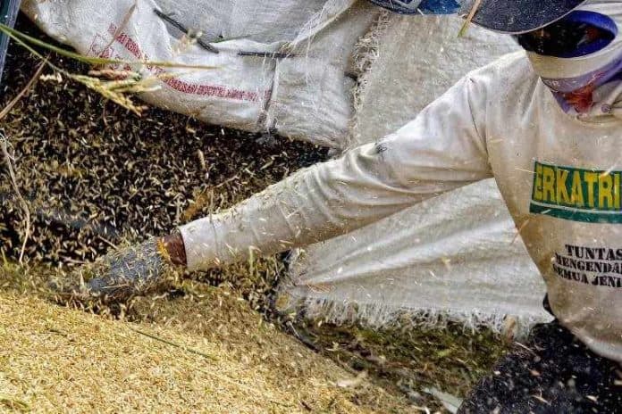 harga_gabah_kering_petani_sumut_naik_simalungun_terendah