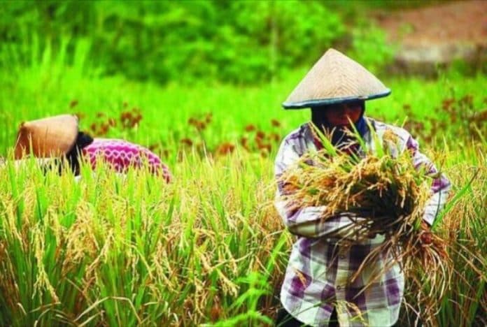 harga_gabah_tertinggi_bertahan_di_level_rp7200_per_kg