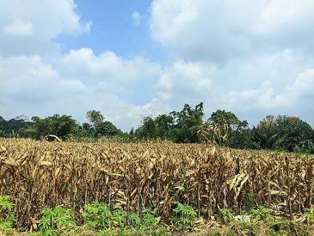 harga_jagung_masih_rendah_petani_tunda_hari_panen