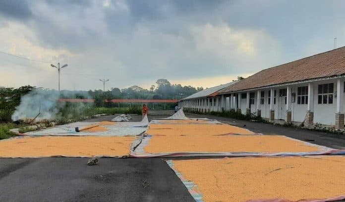 harga_jagung_terus_anjlok_petani_simalungun_harap_harap_cemas