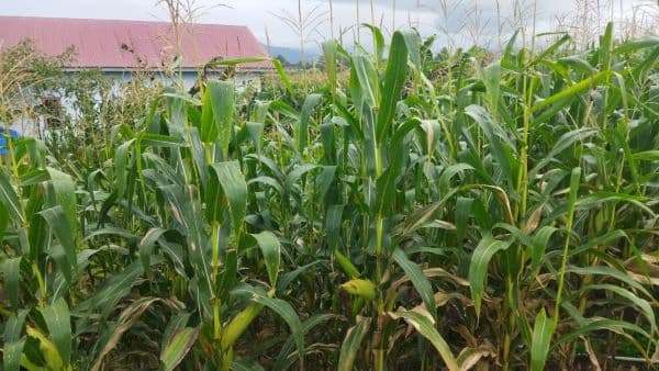 harga_jual_tembus_rp5900kilogram_petani_di_toba_semakin_bergairah_tanam_jagung