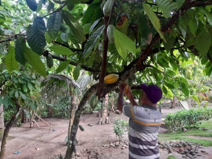 harga_kakao_di_simalungun_meroket_rp100000_per_kilogram