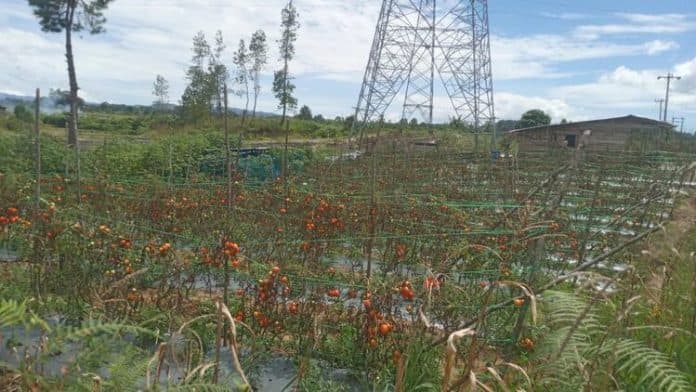 harga_merosot_tajam_petani_taput_enggan_panen_tomat