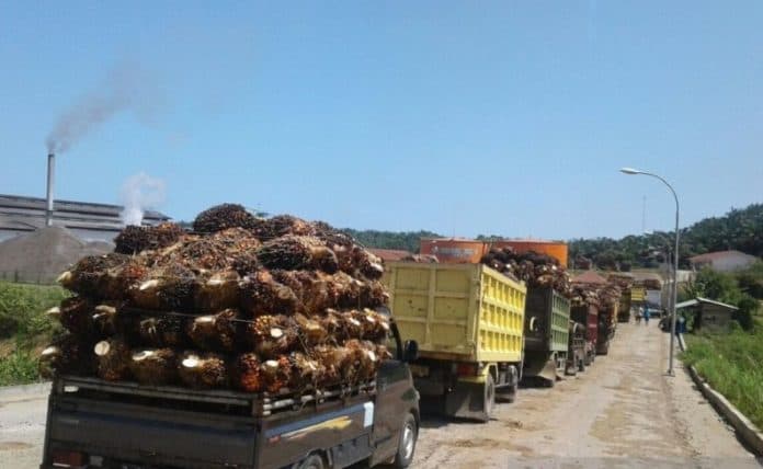 harga_minyak_goreng_mahal_imbas_kenaikan_cpo