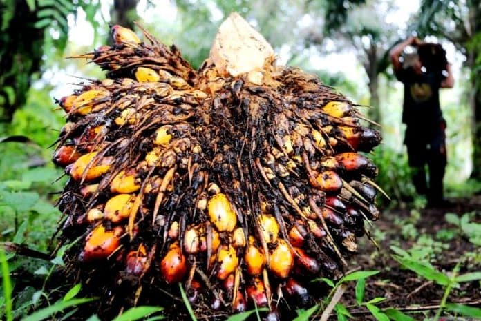harga_referensi_cpo_periode_16_31_mei_2023_turun