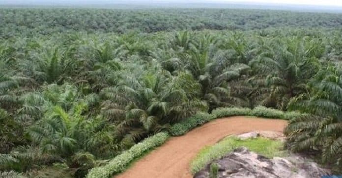 harga_saham_perkebunan_naik_terdorong_pasca_pilpres_as_dan_temuan_vaksin_covid_19