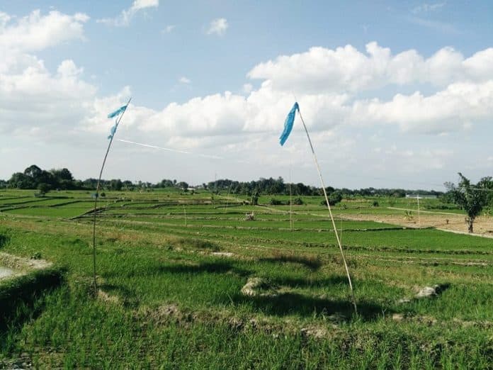 harga_sewa_lahan_tinggi_petani_padi_di_siantar_mengeluh