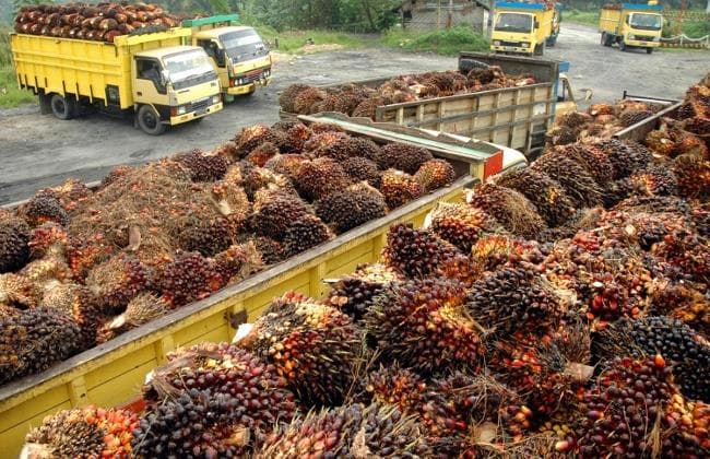 harga_tbs_mahal_petani_harus_pintar_kelola_keuangan