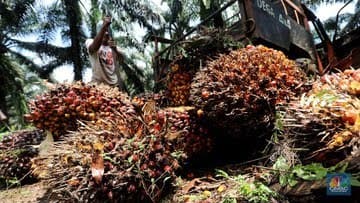 harga_tbs_menurun_pengamat_petani_jangan_bergantung_pada_harga