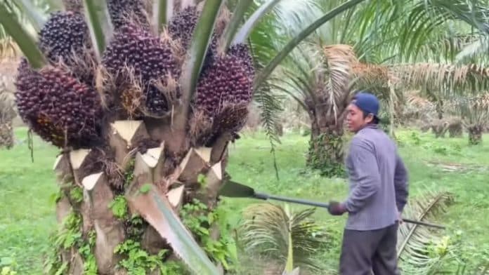 harga_tbs_turun_jelang_tahun_baru_petani_sawit_pusing