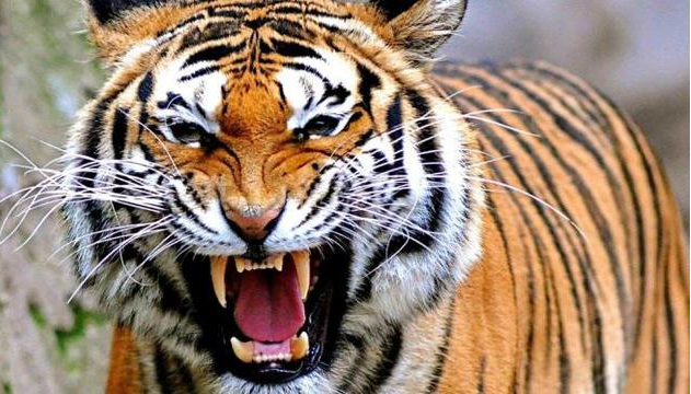 harimau_gigit_ban_mobil_hingga_pecah_di_taman_safari_indonesia_bogor