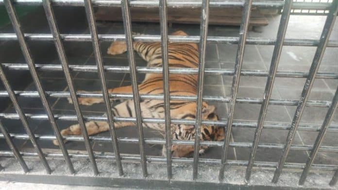 harimau_sumatera_di_medan_zoo_kembali_sekarat_begini_kondisinya