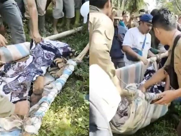 harimau_sumatera_jantan_terkena_jerat_babi_di_marihat_raja_dievakuasi_ke_barumun