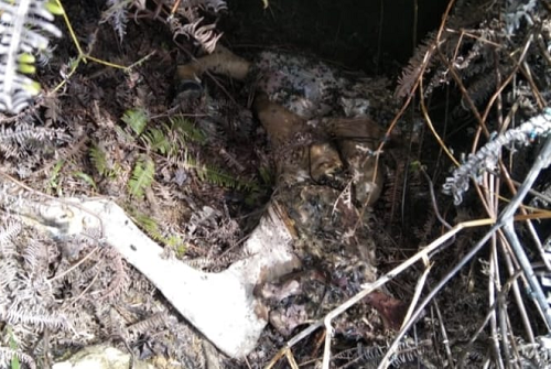 harimau_sumatera_mangsa_ternak_warga_di_areal_perkebunan_pt_prima_langkat