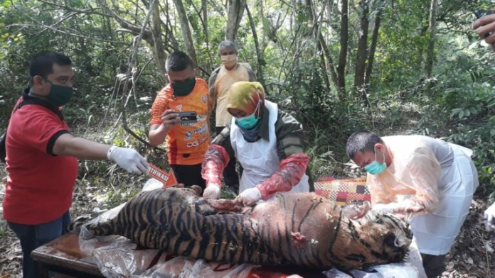 harimau_sumatera_mati_akibat_racun_serangga_di_aceh_selatan