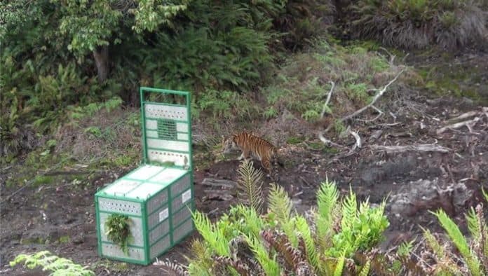 harimau_sumatera_yang_terjerat_di_aek_bilah_dilepas_di_zona_inti_kawasan_tngl_gayo_lues