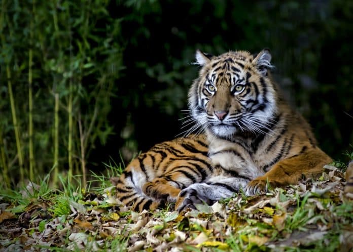 harimau_yang_mangsa_ternak_warga_belum_ditangkap