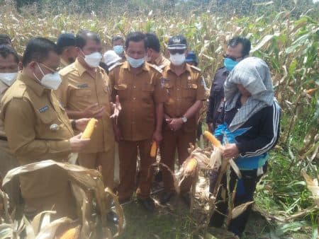 hasil_panen_perdana_jagung_di_toba_memuaskan