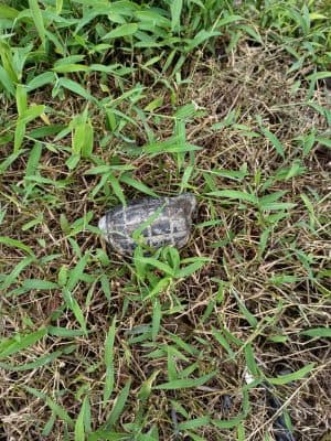 heboh_benda_berbentuk_granat_nenas_ditemukan_di_tebing_tinggi