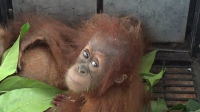 hendak_dijual_lewat_medsos_petugas_bbtngl_selamatkan_dua_bayi_orangutan