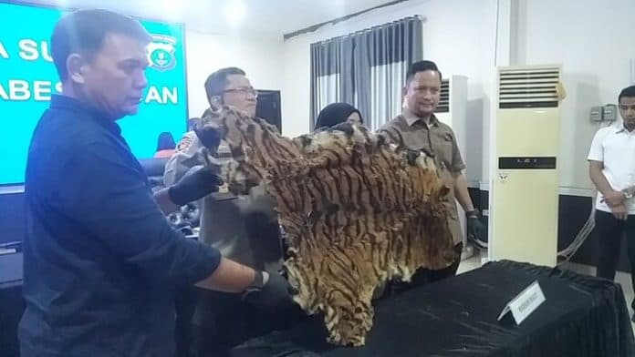 hendak_jual_kulit_harimau_rp_15_juta_dua_pelaku_diringkus_polisi