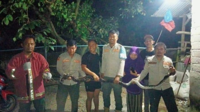 hendak_mangsa_ayam_ular_sawah_sepanjang_3_meter_kejutkan_warga_binjai