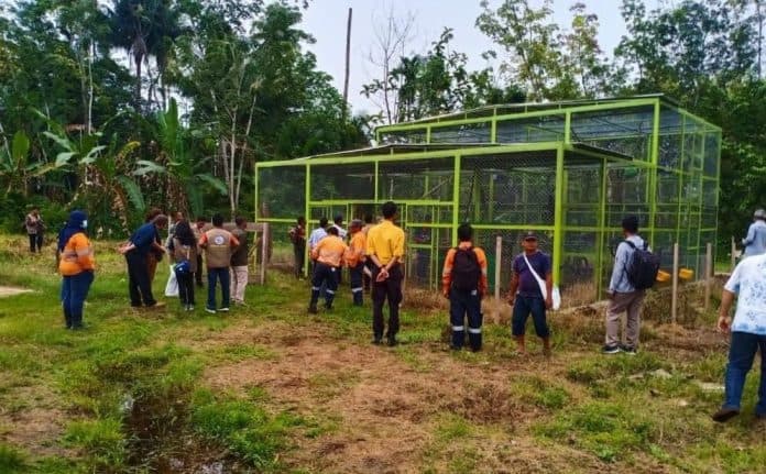hindari_konflik_dengan_manusia_bksda_sumut_bangun_pusat_penyelamatan_macaca