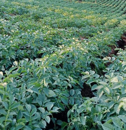 hujan_berkepanjangan_petani_kentang_simalungun_berjuang_lawan_jamur