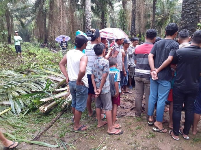 hujan_deras_remaja_penggembala_lembu_tewas_tertimpa_pohon_sawit_di_simalungun