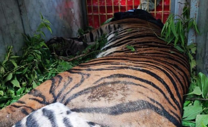 hutan_dolok_panribuan_diyakini_wilayah_jelajah_harimau_individu_lain_juga_akan_kembali