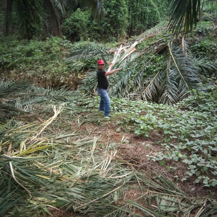 hutan_gundul_gajah_rusak_ratusan_hektar_tanaman_warga_di_langkat