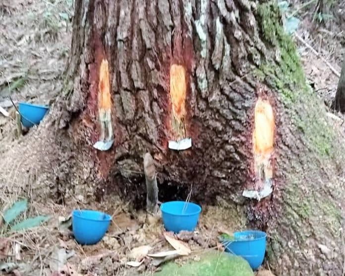 hutan_pinus_dideres_anggota_koptan_kades_gunpar_surati_dinas_kehutanan