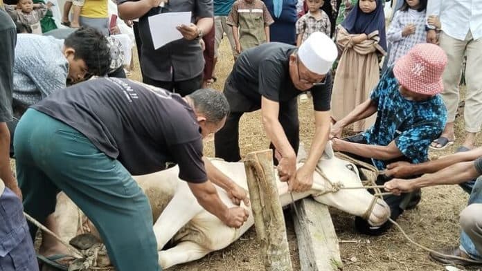 idul_adha_1445_h_warga_desa_dolok_merawan_kompak_sembelih_58_hewan_urban