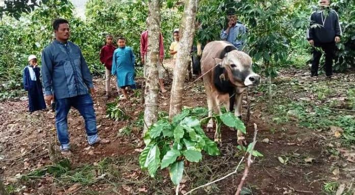 idul_adha_2023_sahabat_berampu_sumbang_3_lembu_dan_2_kerbau