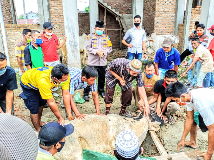 idul_adha_polres_batu_bara_sembelih_11_sapi_kurban