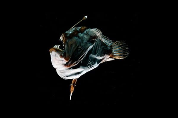 ikan_ini_menghapus_sistem_imunnya_untuk_bereproduksi