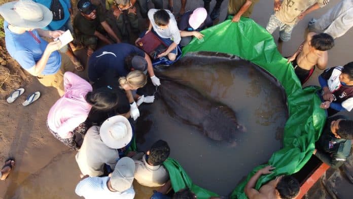 ikan_pari_tawar_seberat_300_kg_ditemukan_di_sungai_mekong_kamboja