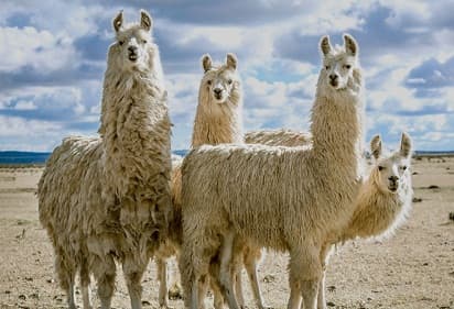 ilmuwan_antibodi_ilama_mampu_melawan_varian_baru_covid