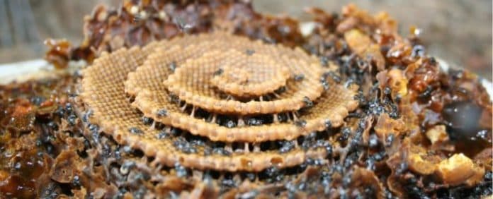 ilmuwan_temukan_sarang_lebah_berbentuk_spiral_mirip_dengan_pola_kristal