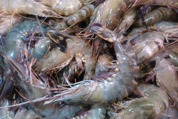 imbas_gugatan_antidumping_ekspor_udang_ke_as_ri_cari_pasar_alternatif