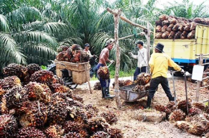 impor_minyak_kelapa_sawit_malaysia_diblokir_as