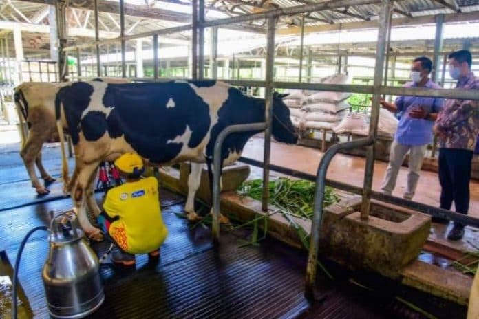indonesia_dan_brasil_kerja_sama_kembangkan_100_ribu_sapi_perah_tropis