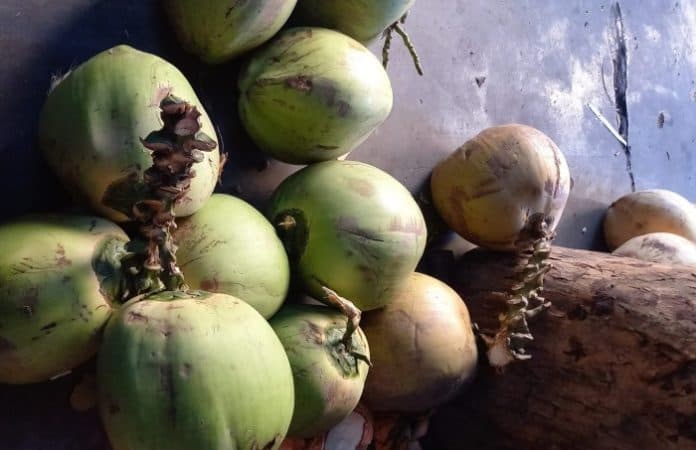 indonesia_ekspor_durian_hingga_kelapa_ke_china