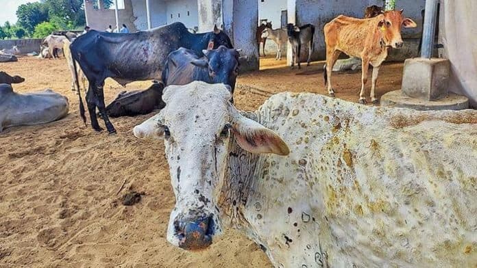 indonesia_tangguhkan_sebagian_impor_sapi_dari_australia
