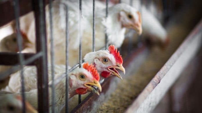 inggris_dilanda_wabah_flu_burung_saat_berjuang_kendalikan_covid_19_gelombang_kedua
