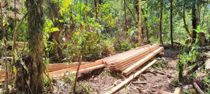 ini_dia_jejak_cukong_kayu_ilegal_di_kawasan_hutan_dairi