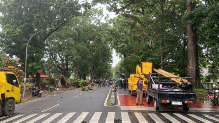 irt_tewas_tertimpa_pohon_tumbang_di_jalan_imam_bonjol_medan