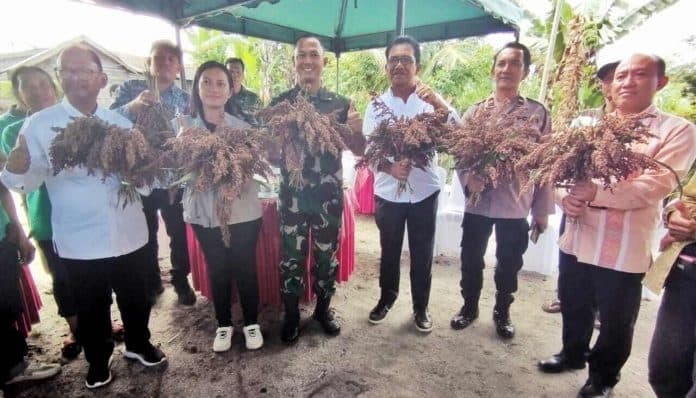 jadi_komoditas_makanan_tambahan_150_kg_sorgum_dipanen_di_simalungun