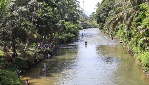 jaga_ekosistem_perairan_ptar_tebar_9900_bibit_ikan_di_lubuk_larangan