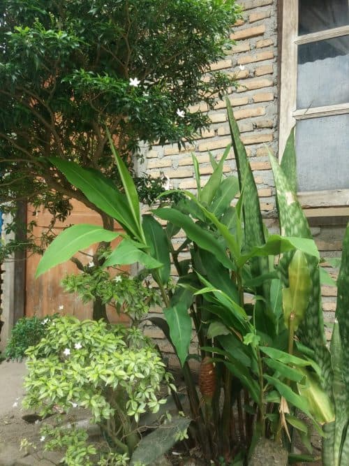 jahe_hitam_ditemukan_tumbuh_di_pekarangan_rumah_warga_tebing_tinggi_ini_khasiatnya